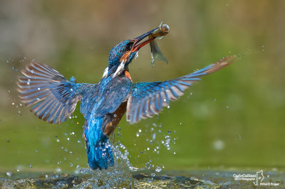 Martin pescatore - Kingfisher - (Alcedo atthis)