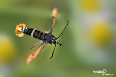 Pyropteron chrysidiformis