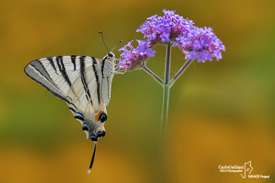 Iphiclides podalirius