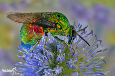 Stilbum cyanurum