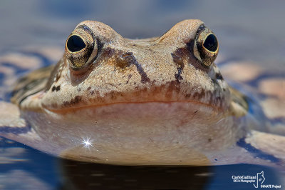 Rana temporaria- Common Frog (Rana temporaria)