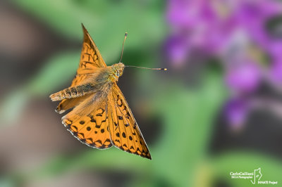 Argynnis niobe
