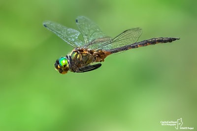 Somatochlora flavomaculata