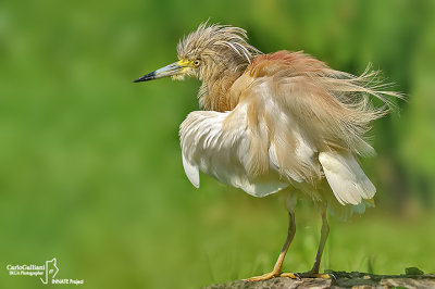 Sgarza ciuffetto-Squacco Heron (Ardeola ralloides)