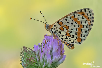 Melitaea didyma