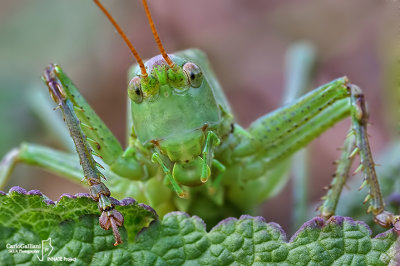 Tettigonia cantans