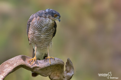 Sparviere- Eurasian Sparrowhawk (Accipiter nisus )