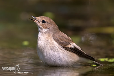 Balia nera-European Pied Flycatcher(Ficedula hypoleuca)