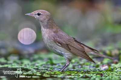 Beccafico - Garden Warbler (Sylvia borin)	