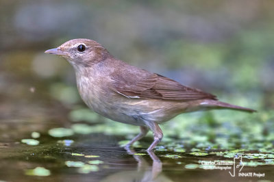 Beccafico - Garden Warbler (Sylvia borin)	