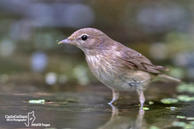 Beccafico - Garden Warbler (Sylvia borin)	