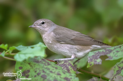 Beccafico - Garden Warbler (Sylvia borin)	