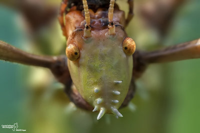 Extatosoma tiaratum