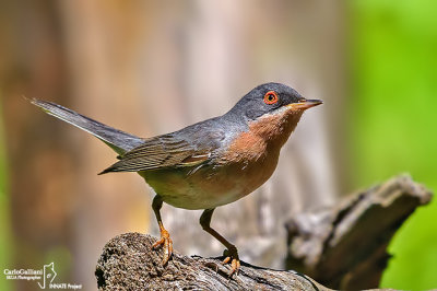 Sterpazzolina-Subalpine Warbler (Sylvia cantillans)