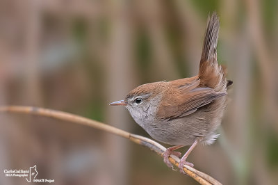 Usignolo di fiume-Cetti's Warbler (Cettia cetti)