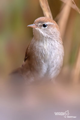 Usignolo di fiume-Cetti's Warbler (Cettia cetti)