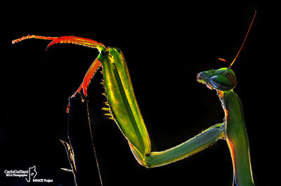 Mantis religiosa