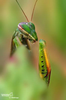 Mantis religiosa