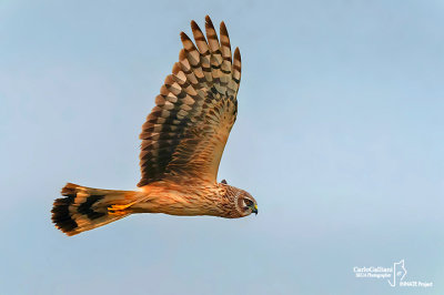 Albanella reale- Hen Harrier (Circus cyaneus)