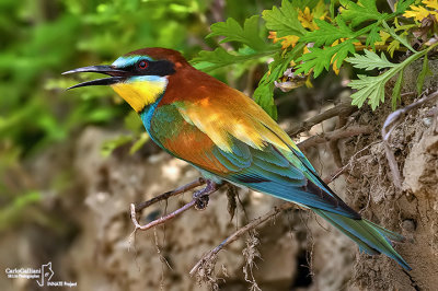 Gruccione-European Bee-eater (Merops apiaster)