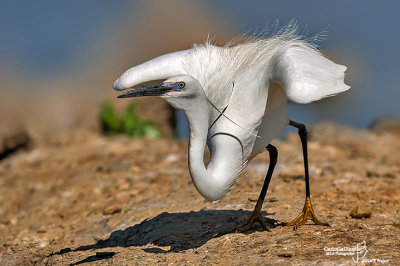 Garzetta- Little Egret (Egretta garzetta)