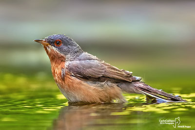 Sterpazzolina-Subalpine Warbler (Sylvia cantillans)