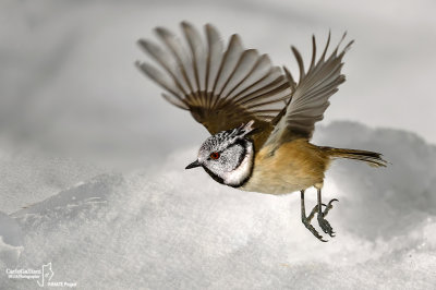 Cincia dal ciuffo - Crested tit - (Lophophanes cristatus)