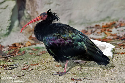Ibis eremita -Bald Ibis (Geronticus eremita)
