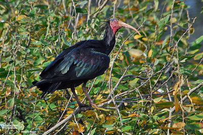 ibis eremita06.jpg