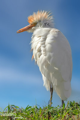 Airone guardabuoi-Cattle Egret (Bubulcus ibis)