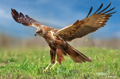 Falco di palude-Western Marsh Harrier (Circus aeruginosus)