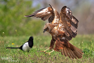 Falco di palude-Western Marsh Harrier (Circus aeruginosus)