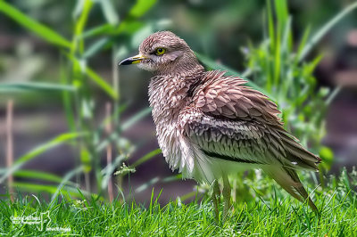 Occhione-Stone-curlew (Burhinus oedicnemus)