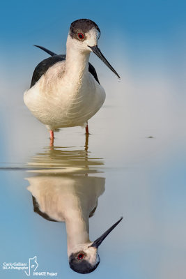 Cavaliere d'Italia-Black-winged Stilt (Himantopus himantopus)