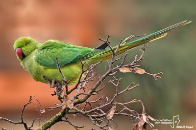 Parrocchetto dal collare-Ring-necked Parakeet (Psittacula krameri)