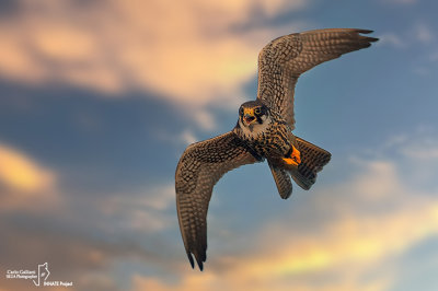 Lodolaio- Eurasian Hobby (Falco subbuteo)