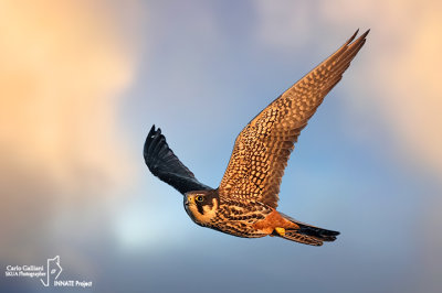 Lodolaio- Eurasian Hobby (Falco subbuteo)