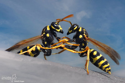 Polistes dominilus