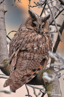 Gufo comune-Long-eared Owl (Asio otus)