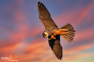 Lodolaio- Eurasian Hobby (Falco subbuteo)