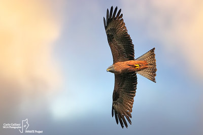 Nibbio bruno-Black Kite (Milvus migrans)