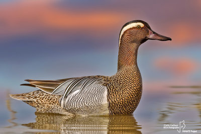 Marzaiola- Garganey (Anas querquedula)