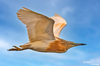 Sgarza ciuffetto-Squacco Heron (Ardeola ralloides)