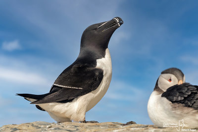 Gazza marina-Razorbill (Alca torda)