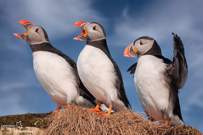 Pulcinella di mare-Atlantic Puffin (Fratercula arctica)