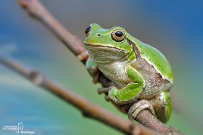 Raganella italiana-Italian Tree Frog (Hy!a intermedia)	