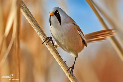 Basettino -Bearded Tit (Panurus biarmicus)