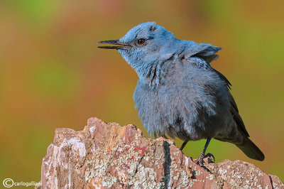 Passero solitario-Blue Rock Thrush (Monticola solitarius)