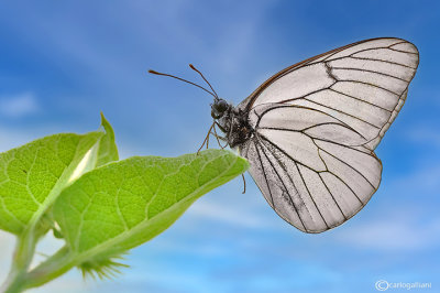 Aporia crataegi