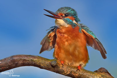 Martin pescatore - Kingfisher - (Alcedo atthis)